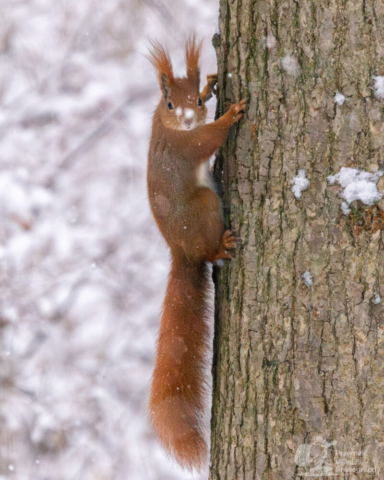 Wiewiórka pospolita