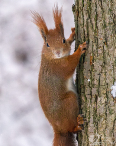 Wiewiórka pospolita