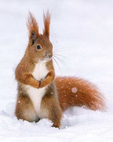 Wiewiórka pospolita