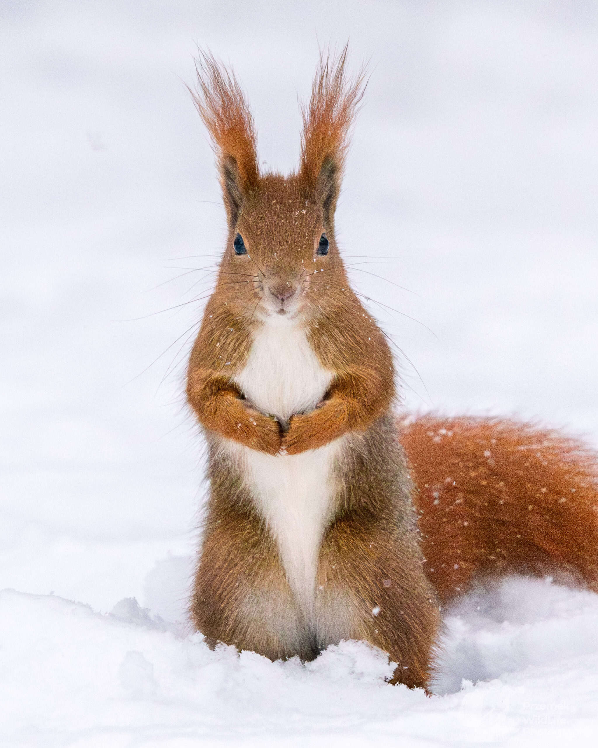Wiewiórka pospolita Łazienki Królewskie