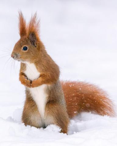 Wiewiórka pospolita