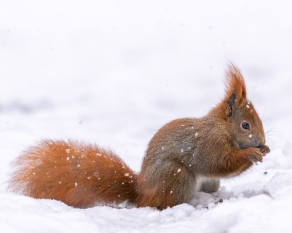 Wiewiórka pospolita