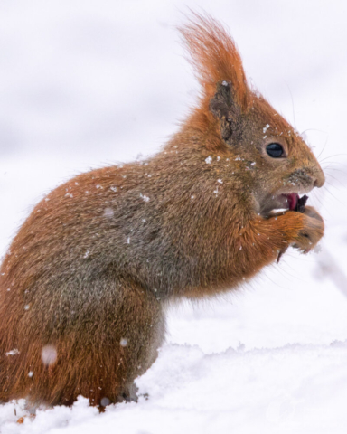 Wiewiórka pospolita