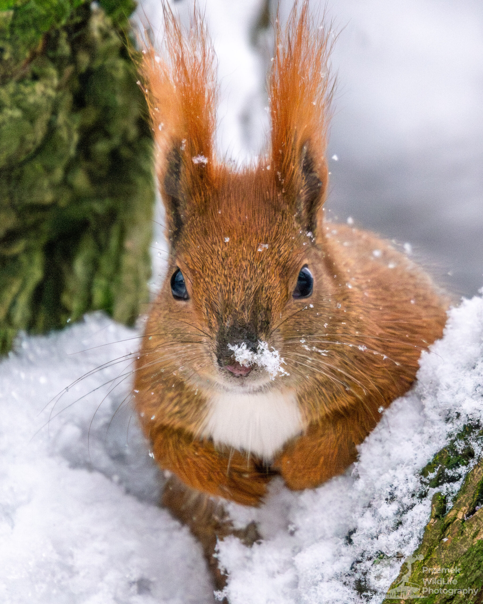 Wiewiórka pospolita Łazienki Królewskie