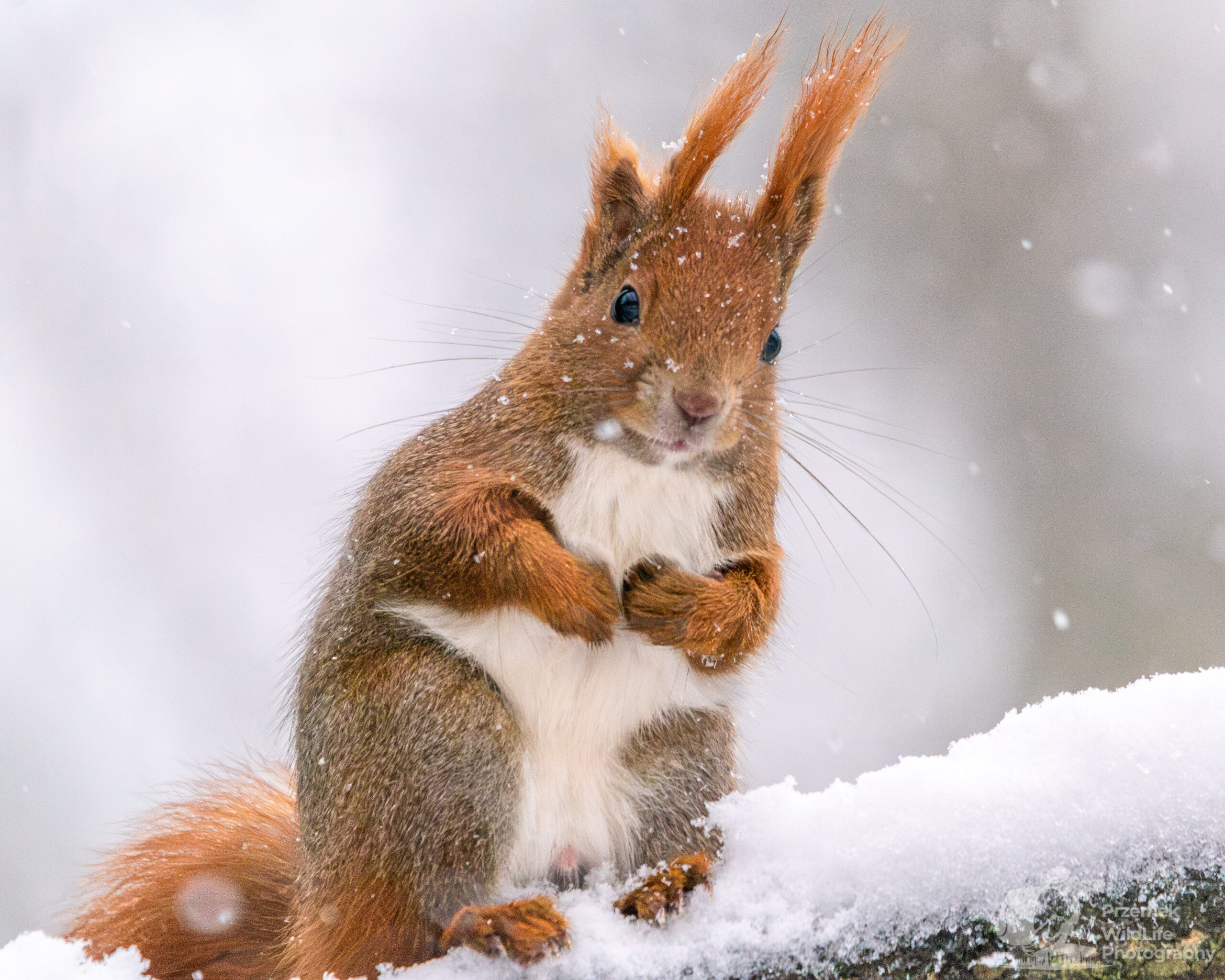 Wiewiórka pospolita Łazienki Królewskie