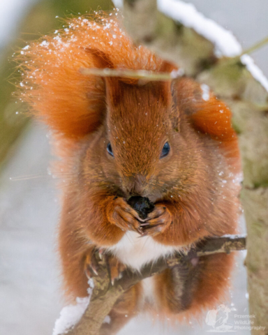 Wiewiórka pospolita