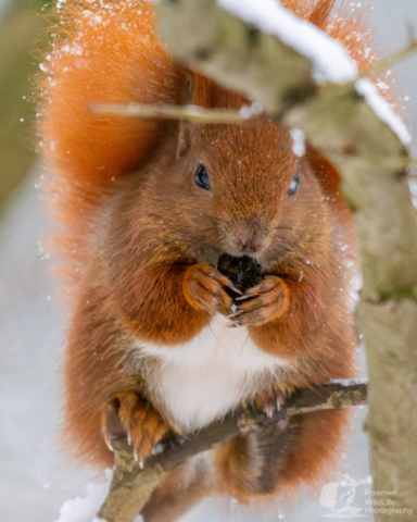 Wiewiórka pospolita