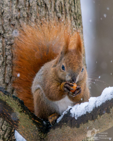 Wiewiórka pospolita