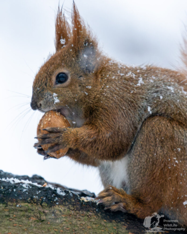 Wiewiórka pospolita
