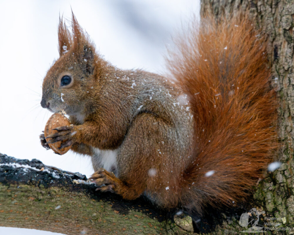 Wiewiórka pospolita