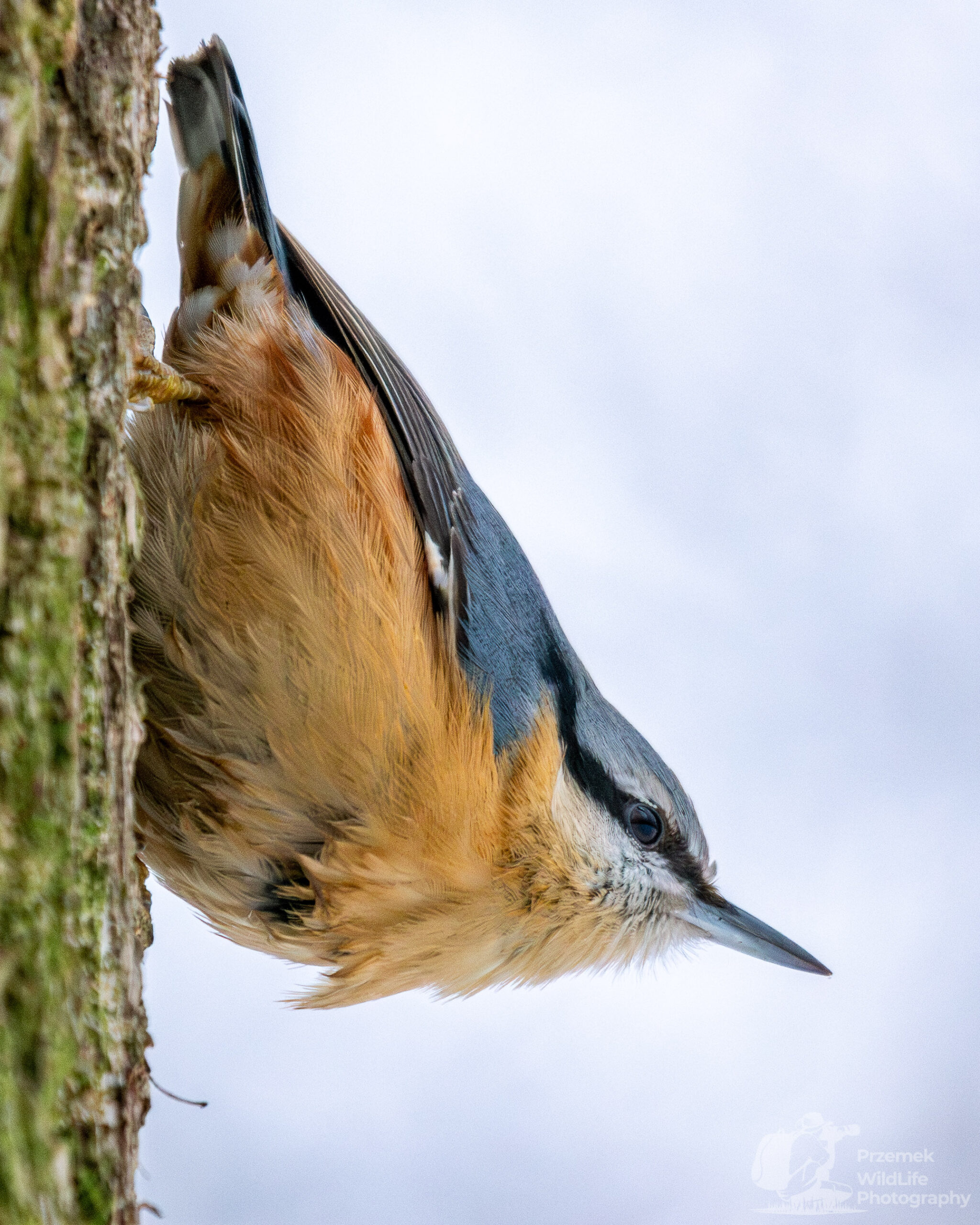 Kowalik Łazienki Królewskie